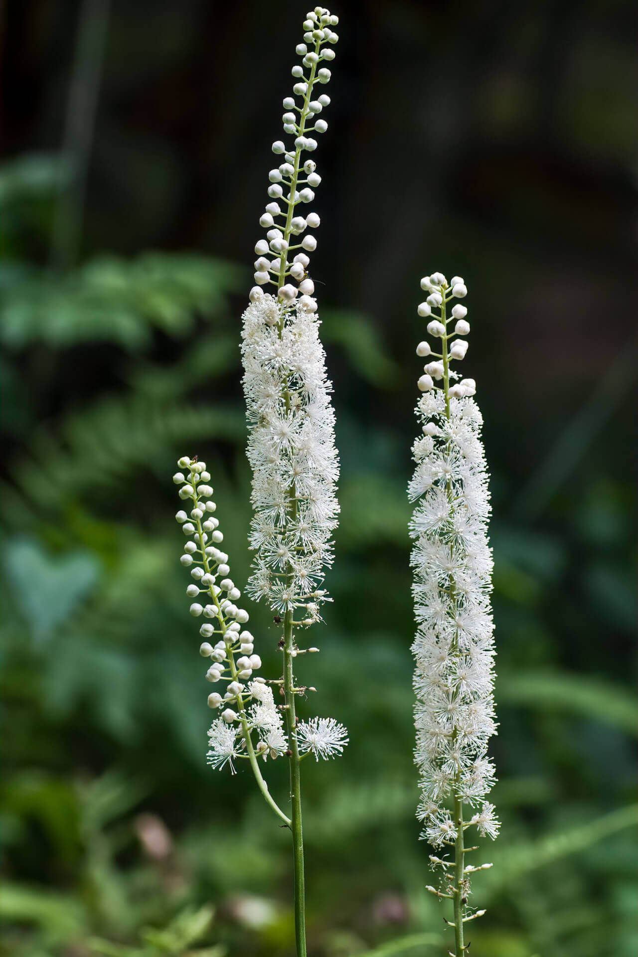 Elegant Black Cohosh plant with delicate white feathery blooms on green stems