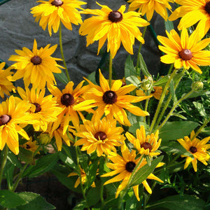 Vibrant yellow Black-Eyed Susan flowers with dark brown centers in garden bed