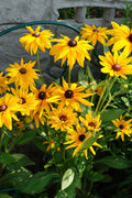 Vibrant yellow Black-Eyed Susan flowers with dark brown centers in garden bed