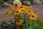 Vibrant yellow Black-Eyed Susan plant with dark brown centers in garden bed