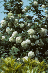 Black Haw Viburnum shrub with lush white hydrangea blooms