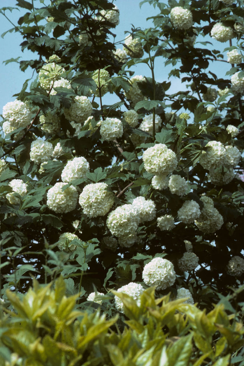 Black Haw Viburnum shrub with lush white hydrangea blooms