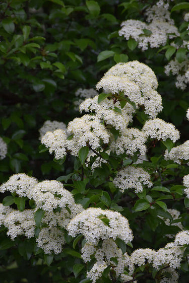 Black Haw Viburnum shrub with dense clusters of delicate white flowers on dark green leaves