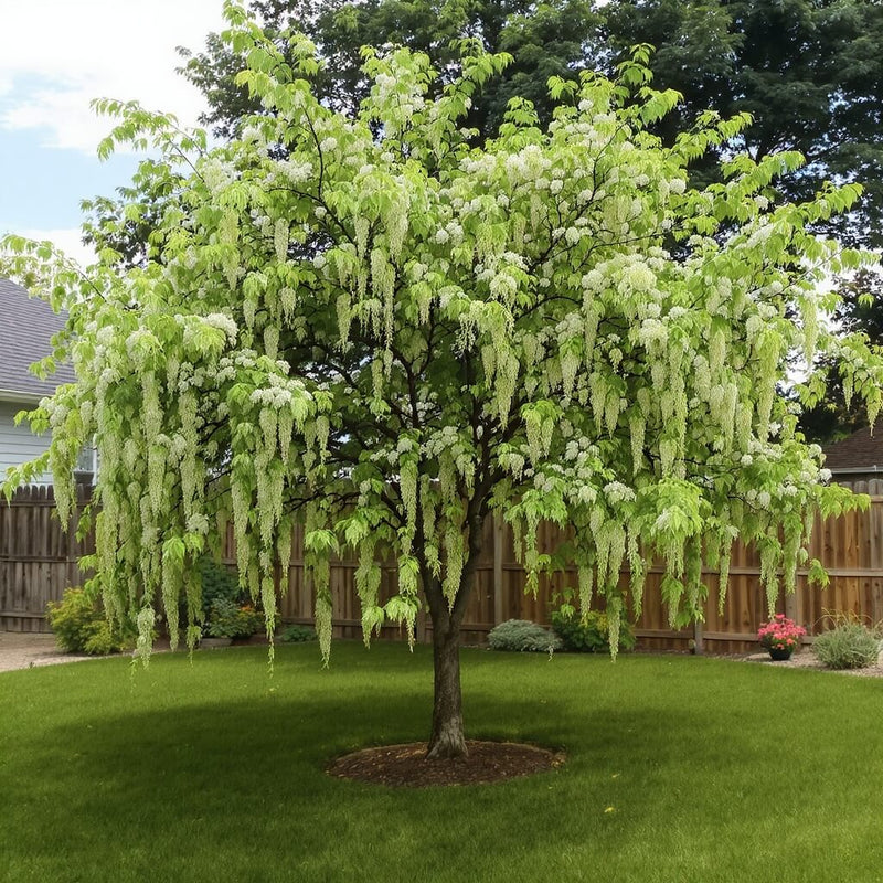Black Locust Tree - Acacia