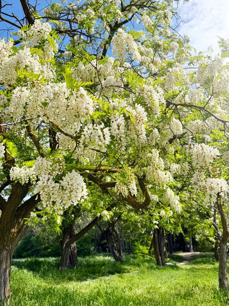 Shop Black Locust Trees Online