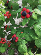 Clusters of ripe red and dark purple raspberries on Black Raspberry Bush