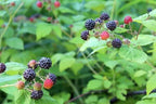 Ripe blackberries and red ones on green vines of Black Raspberry Bush