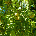 Green unshelled walnuts hanging from Black Walnut Tree branch in lush foliage