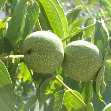 Two green speckled black walnuts hanging from tree branch amid lush leaves