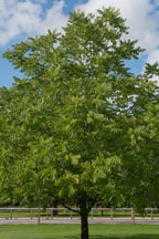 Black Walnut Tree with lush green leaves and sturdy dark trunk under blue sky