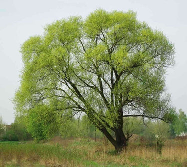 Vibrant green Black Willow Stakes with lush flowing branches in field