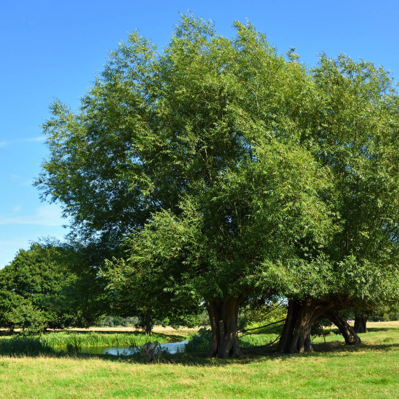Black Willow Tree with lush green canopy by calm pond under blue sky