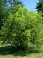 Lush green Black Willow Tree bush with dense foliage and slender branches