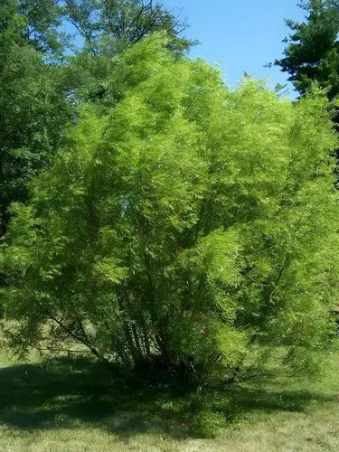 Lush green Black Willow Tree bush with dense foliage and slender branches