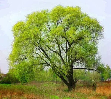 Vibrant Black Willow tree with lush cascading green branches in field