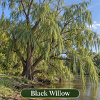 Black Willow