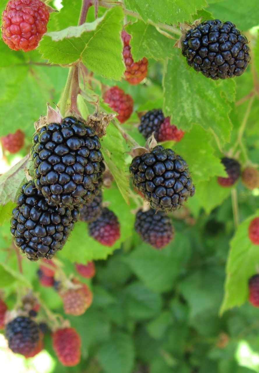 Plump glossy blackberries and ripening red ones on vines for Blackberry Shrub