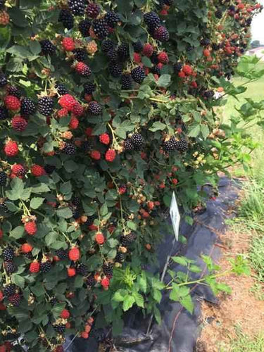 Lush Blackberry Shrub bush with ripe dark purple and red berries