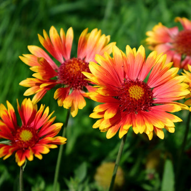 Vibrant red and yellow blanketflower blossoms on Blanket Flower Plant