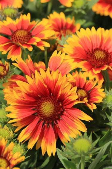 Vibrant red and yellow blanketflower blossoms of Blanket Flower Plant