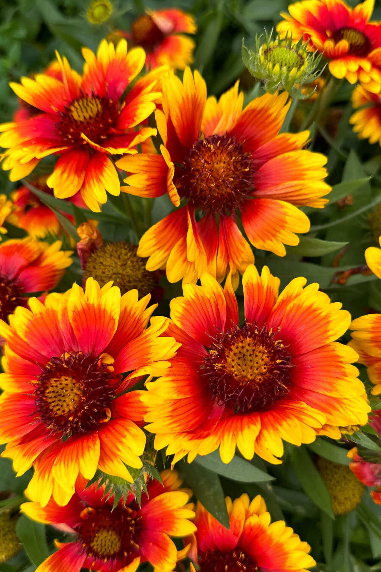 Vibrant blanket flower plant with orange yellow coneflowers and red centers