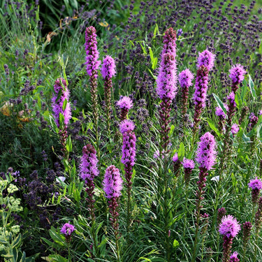 Vibrant Blazing Star Liatris purple flower spikes on green stems in garden