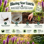 Blazing Star Liatris Plant