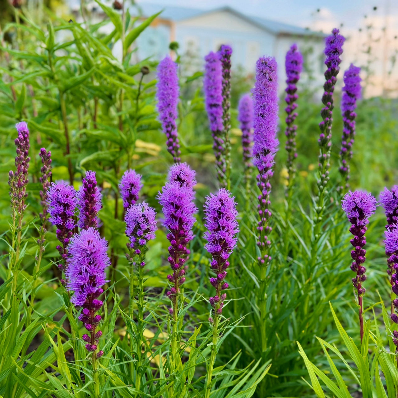 Vibrant purple Blazing Star Liatris flower spikes in lush green garden foliage