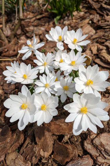 Bloodroot plant with delicate white flowers and yellow centers in wood chips