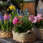 Woven wicker basket of pink, blue, yellow hyacinths in Blooming Plant Box 25 Mixed