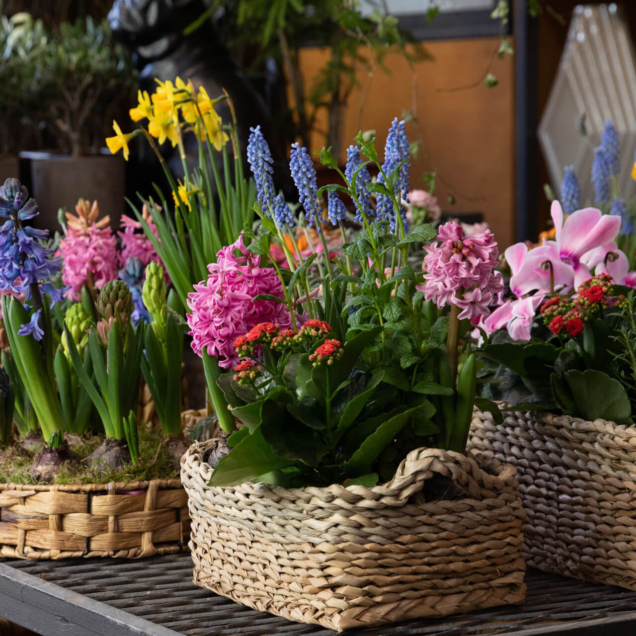 Woven wicker basket of pink, blue, yellow hyacinths in Blooming Plant Box 25 Mixed