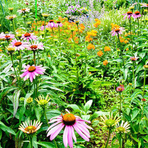Vibrant pink coneflowers with orange centers in Blooming Plant Box 25 mixed perennials