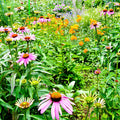 Vibrant pink coneflowers with orange centers in Blooming Plant Box 25 mixed perennials