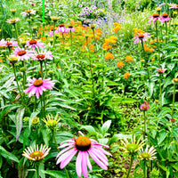 Vibrant pink coneflowers with orange centers in Blooming Plant Box 25 mixed perennials
