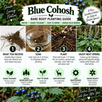 A Blue Cohosh bare root planting guide infographic showing a step-by-step process from receiving the bare root plant to enjoying next spring. The top features the Blue Cohosh logo and a background of blue berries in foliage.