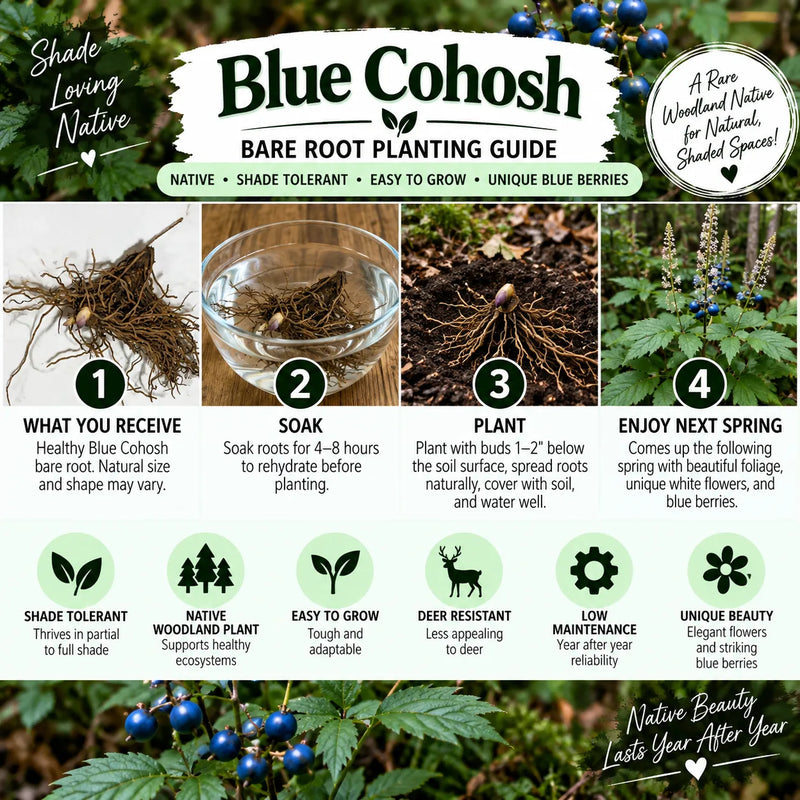 A Blue Cohosh bare root planting guide infographic showing a step-by-step process from receiving the bare root plant to enjoying next spring. The top features the Blue Cohosh logo and a background of blue berries in foliage.