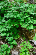 Blue cohosh plant with lush green serrated foliage on mossy rocks