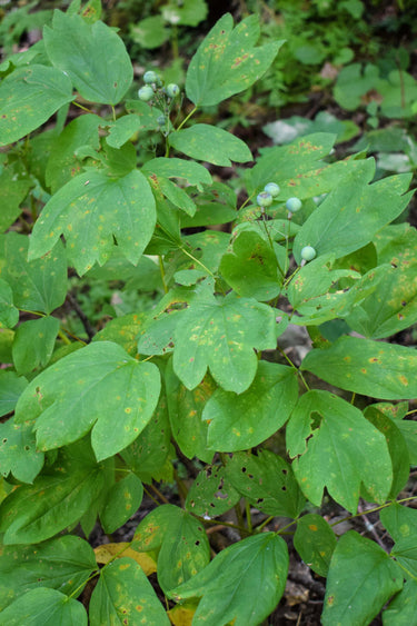 Blue cohosh plant with light green berries and spotted leaves