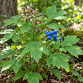 Blue Cohosh Plant
