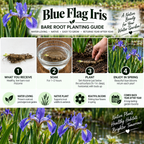 Blue Flag Iris planting guide - TN Nursery