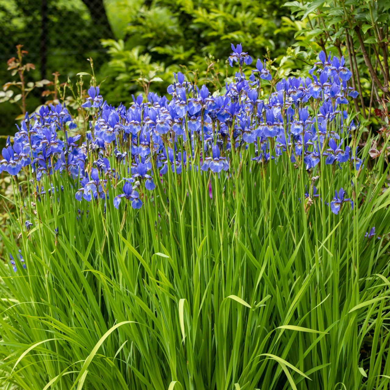 Blue Flag Iris Plant: vibrant deep blue flowers on green stems in lush garden