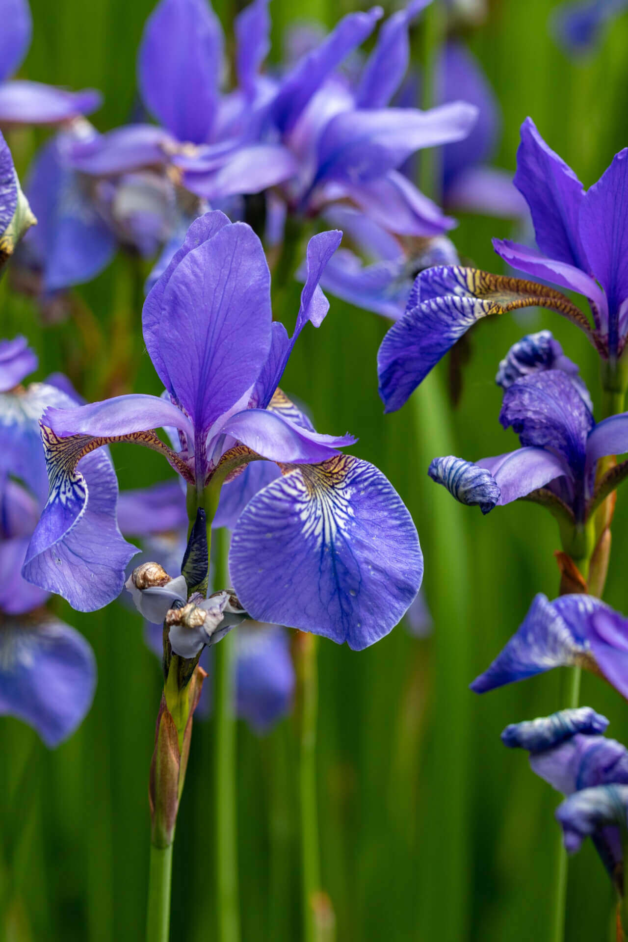 Vibrant purple blue flag iris plant with veined petals and green stems