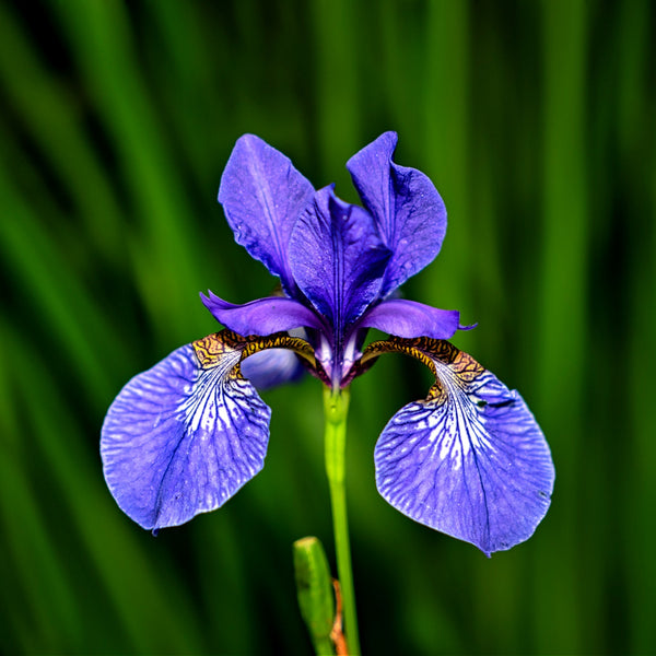 Blue Flag Iris Plant