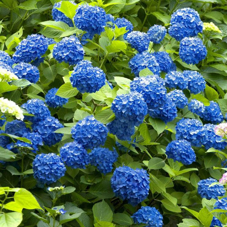 Vibrant blue hydrangea blossoms and lush green foliage of Blue Hydrangea Shrub