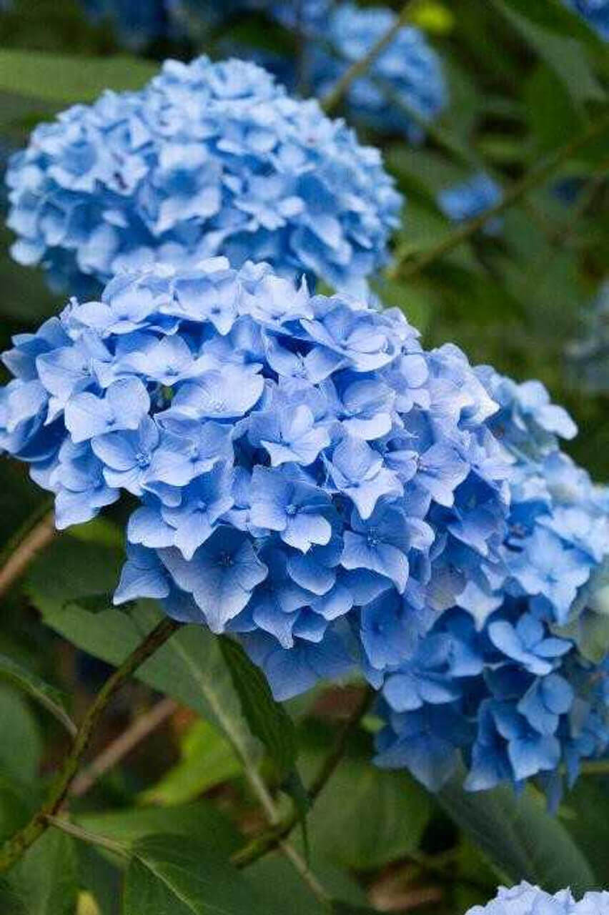 SALE　Oliver Gal O57 FRENCH HYDRANGEA CHA Blue Hydrangea For Sale With Dinnerplate Snowball Blooms – TN Nursery