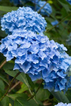 Vibrant blue hydrangea shrub blossoms with clustered petals and green foliage