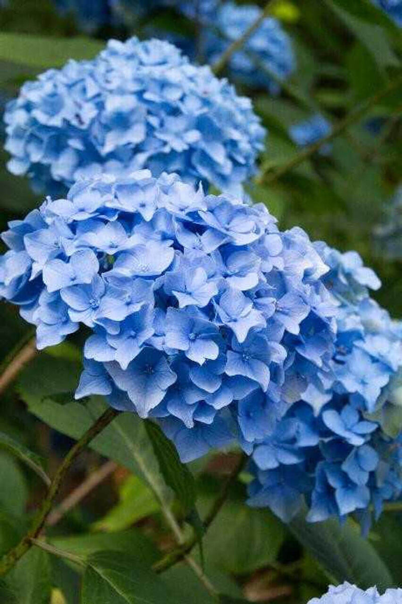 Vibrant blue hydrangea shrub blossoms with clustered petals and green foliage