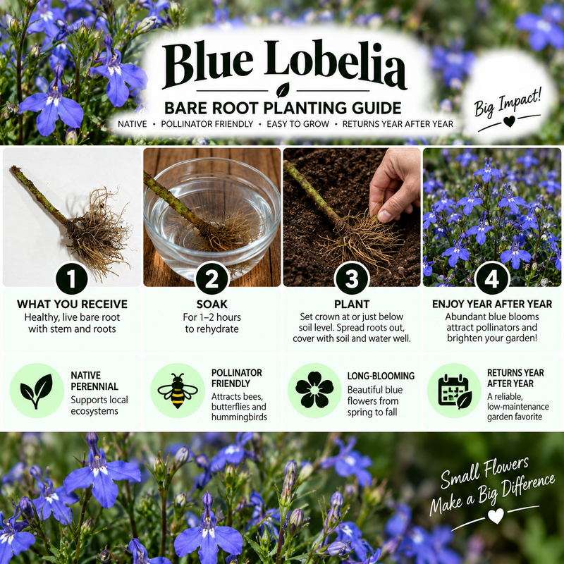 Blue Lobelia Bare Root Planting Guide infographic showing four steps: what you receive, soak, plant, and enjoy after year. Features photos of blue lobelia flowers, bare roots, and soil, with text detailing benefits and care.