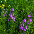 Blue Vervain vibrant purple verbena flowers with green stems in lush grass