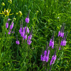 Blue Vervain vibrant purple verbena flowers with green stems in lush grass
